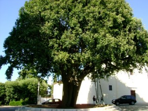 vico-albero